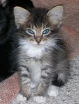 gray tabby kitten.jpg