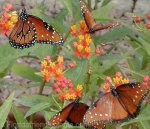 MilkweedScarlet&Monarch&QueenButterflies.jpg
