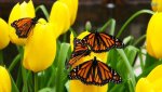 monarch-butterflies-9742-1920x1080.jpg