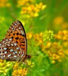nature-photography-techniques-300x336.jpg