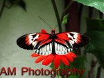 orange_red_butterfly_by_wavygoonam-d5v6b6h.jpg