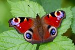 Peacock_Butterfly___404080c.jpg