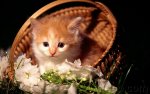 kitten in basket.jpg