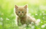 tabby in flower field.jpg