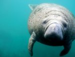 west indian manatee.jpg