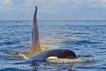 whale breathing air.jpg