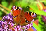 Peacock_butterfly_on_buddleja_davidii.jpg