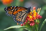 Photo.MonarchButterfly.jpg