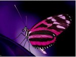 Pink-Butterfly-Background.jpg