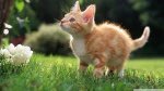 kitten in grass (2).jpg