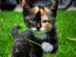 kitten in grass.jpg