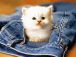 kitten in jeans pocket.jpg