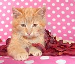 kitten in rose petals.jpg