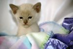 kitten on blankets.jpg