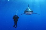 young lemon shark.jpg