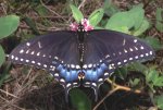 Pristine_Black_Swallowtail.jpg