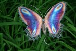 Purple-butterfly.jpg