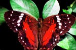 rainforest-butterfly-ecuador-thomas-r-fletcher.jpg