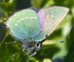 Rare-Butterflies-butterflies-27829153-315-264.jpg