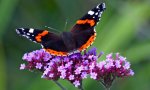 Red-Admiral-butterfly-on--005.jpg