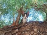 kitten on wood stump.jpg