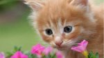 kitten sniffing flowers.jpg