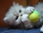 kitten with toy.jpg