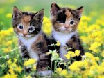 kittens in flower field.jpg