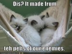 kittens in hammock.jpg