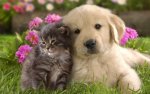 puppy and kitten in flowers.jpg