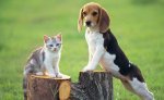 puppy and kitten on stumps.jpg