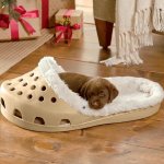 puppy in shoe bed.jpg