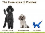 toy poodle.jpg
