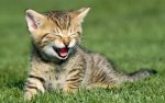 laughing cat.jpg