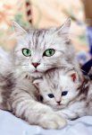 mama cat & baby.jpg