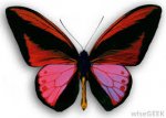 red butterfly.jpg