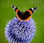 Red-Admiral-on-Echinops.-3-sm.jpg
