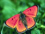 reddish_butterfly.jpg