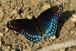 Red-spotted Purple Butterfly.jpg