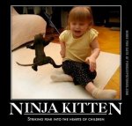 ninja kitten.jpg