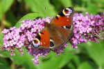 RHS_WSYD0010483_561883.jpg