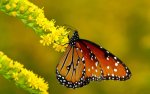 Roscoe-Butterfly1.jpg