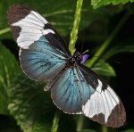 Sapho-Longwing.jpg