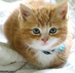 orange cream kitten.jpg