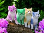 rainbow cats.jpg