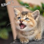 rawr kitten.jpg