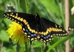 Short-Tailed_Swallowtail_Butterfly.jpg