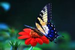 swallowtail.jpg