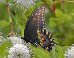swallowtail_black2-380.jpg