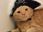 pirate kitty.jpg